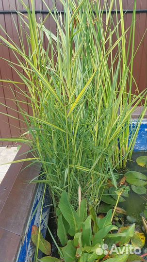 Растения для пруда