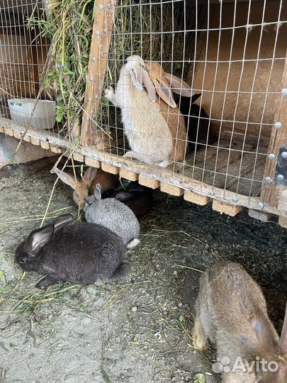 Кролики мясных пород