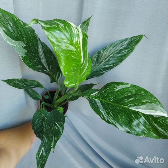 Спатифиллум Вайт Даймонд