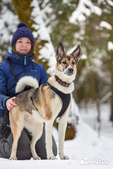 Собака-компаньон для хорошего человека