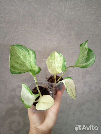 Эпипремнум Комнатные цветы