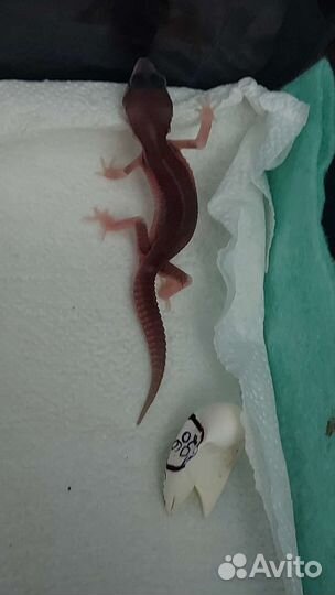 Эублефар ящерица