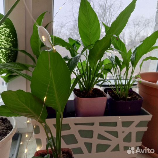 Спатифиллум