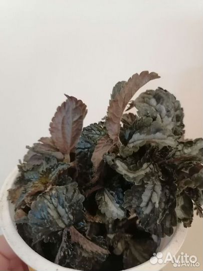 Пилея, молочай