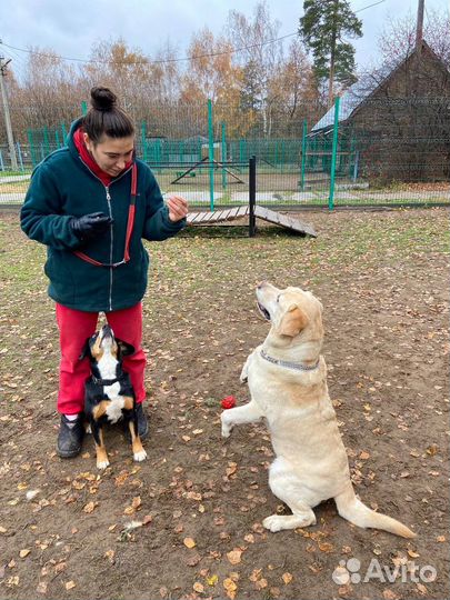 Домашняя/квартирная передержка собак