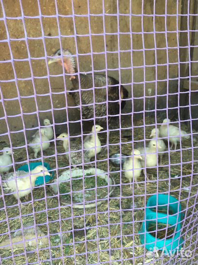 Индюшата домашние