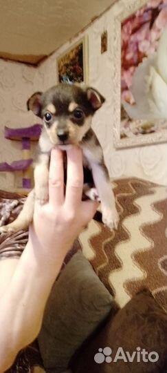 Той-терьер щенки