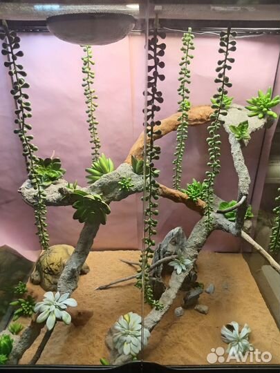 Оформление террариума