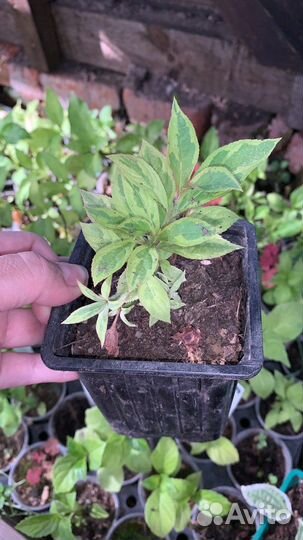 Укорененные черенки кустарников, многолетников