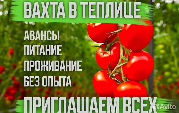 Работник теплицы (сборка помидор)