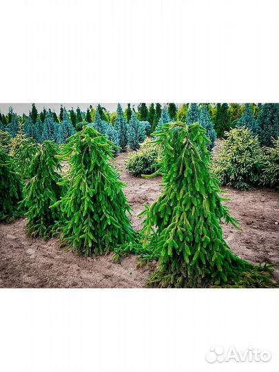 Ель Инверса