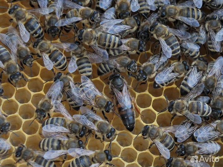 Продам пчел