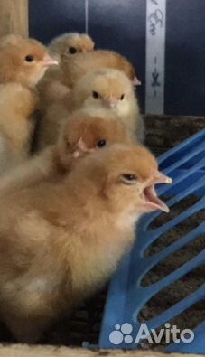Цыплята цветного бролера гриз бар голошейка редбро
