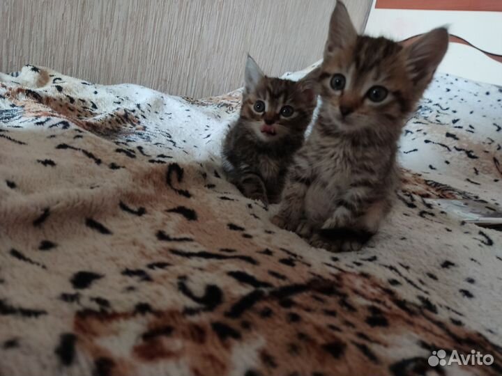 Кошки в добрые руки