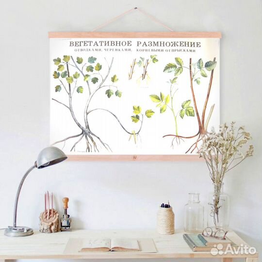 Ботанические плакаты с растениями СССР