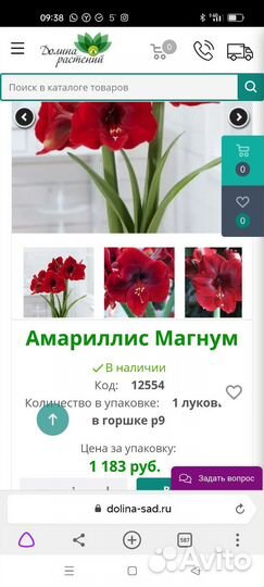 Луковицы амариллиса