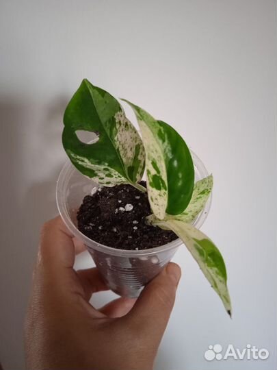 Epipremnum Pinnatum marble