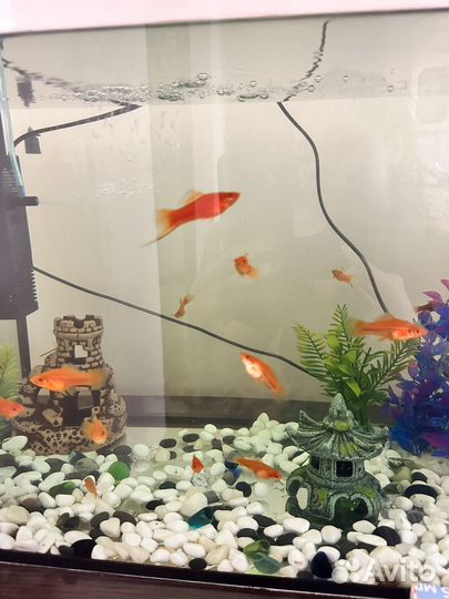 Меченосцы рыбки