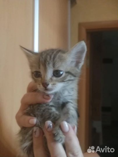Котенок в дар