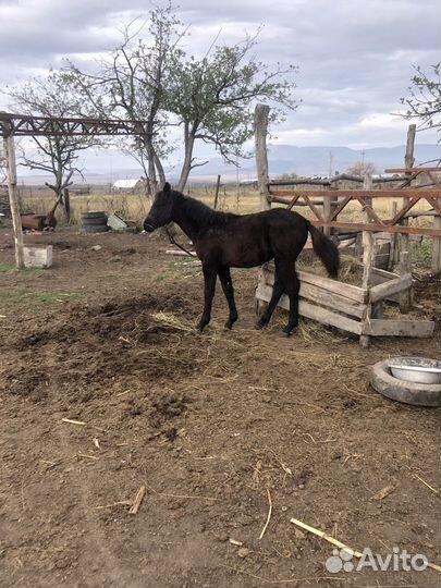 Жеребята кобылки
