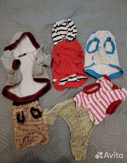 Пакет вещей на собаку или кошку чихуа-хуа,Джек рас