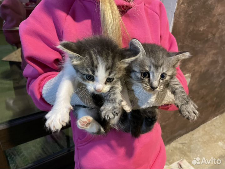Котята в добрые руки