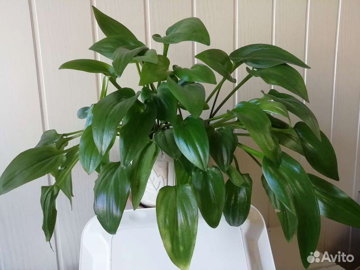 Дримиопсис и спатифиллумы