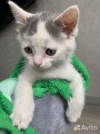 Трогательный котенок ищет дом