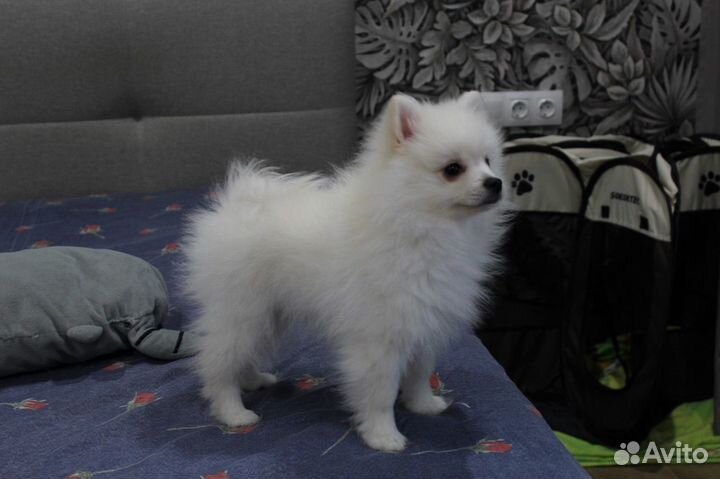 Щенки шпица