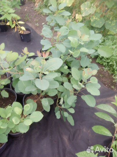 Декоративные кустарники