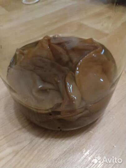 Чайный гриб