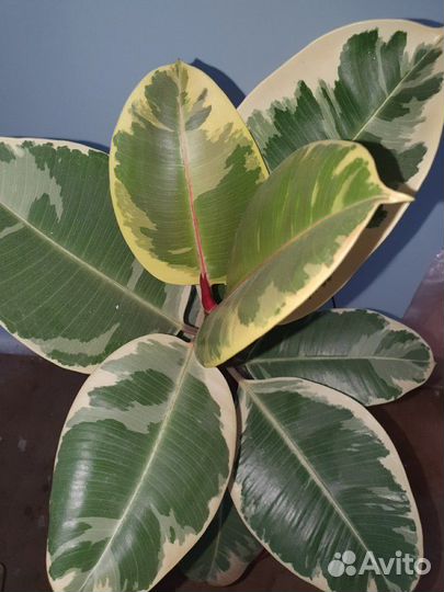 Фикус с белым краем