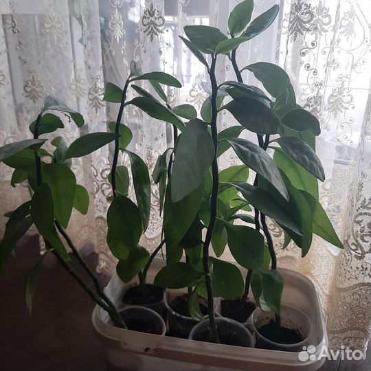 Пеларгония герань королевская, педилантус,фиалка