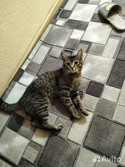 Милый котик Васильй ждёт красавицу ему 1год