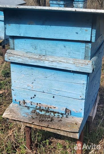 Пасека, пчелы, улей