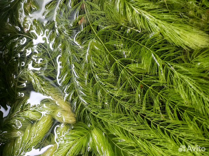 Аквариумные растения Роголистник