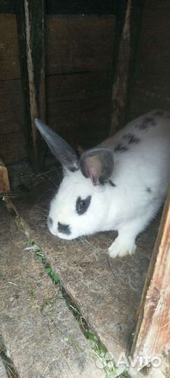 Кролики в разведение