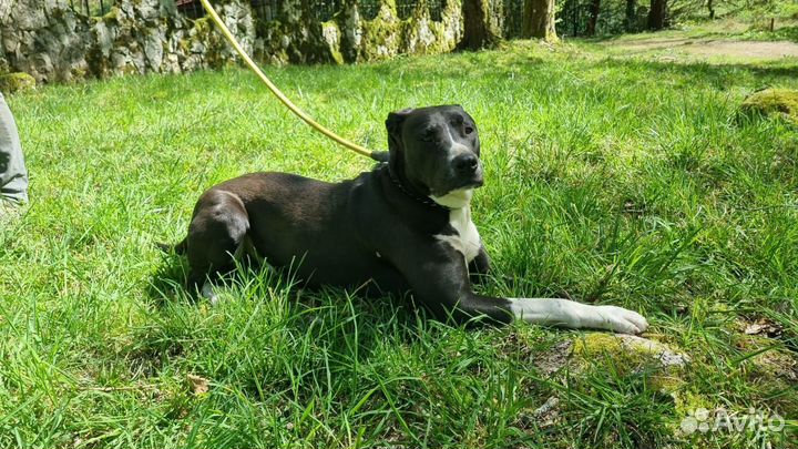 Собака в добрые руки