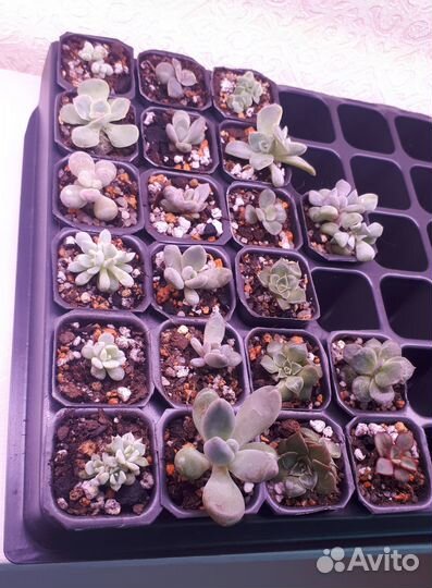 Детки суккулентов, эхеверии