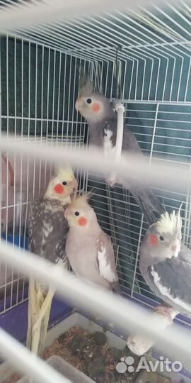 Попугай корелла