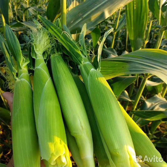 Семена кукурузы Миниголд F1