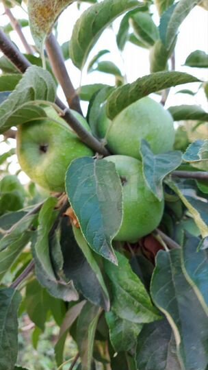 Участок 40 сот. (СНТ, ДНП)