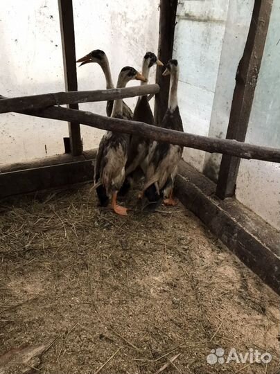 Утки индийский бегунок