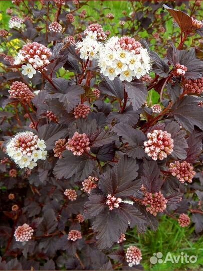 Пузыреплодник