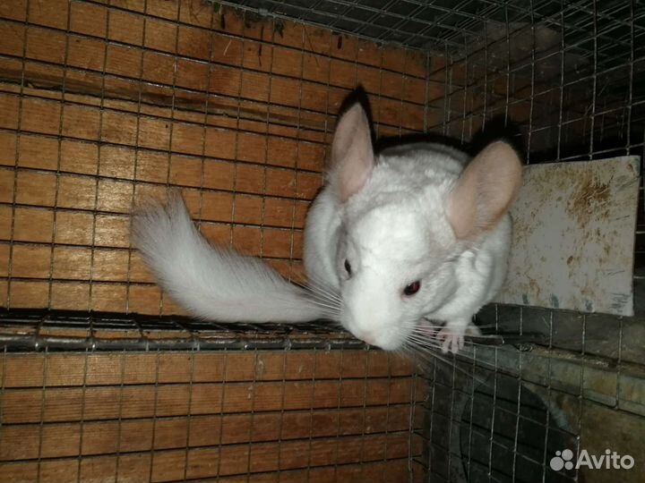 Шиншиллы