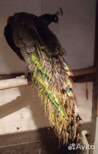 Павлины белые, индийские, павлинята