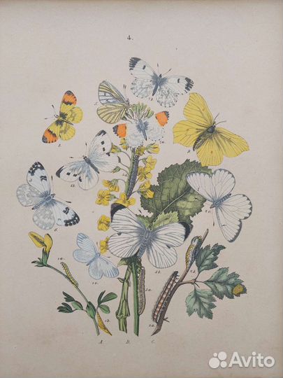 Бабочки Европы. 1883 г. Ф. Берге