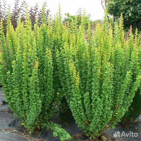 Барбарис колонна (читайте описание)