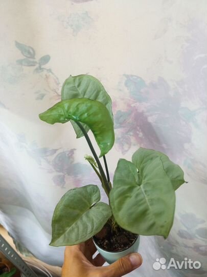 Жирянки, сингониумы, маранта, пеперомии