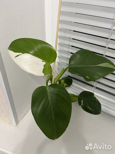 Филодендрон Вайт Визард